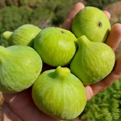 incir fotoğrafı